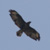 Poiana, Buteo buteo